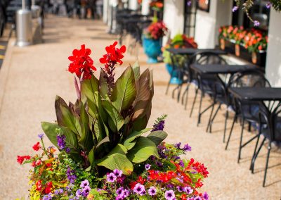 Convito Patio Flowers